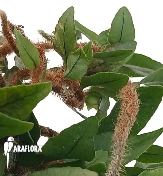 Microgramma vacciniifolia &lsquo;Starter&rsquo;