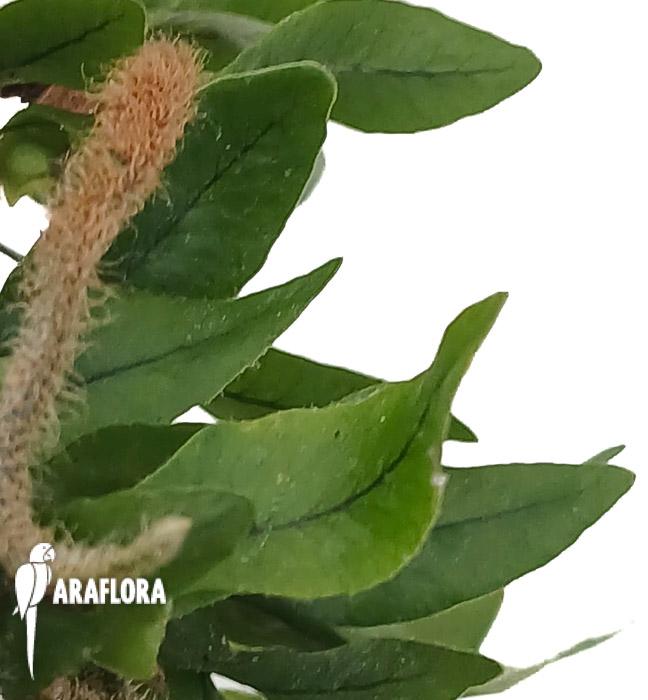 Microgramma vacciniifolia &lsquo;Starter&rsquo;