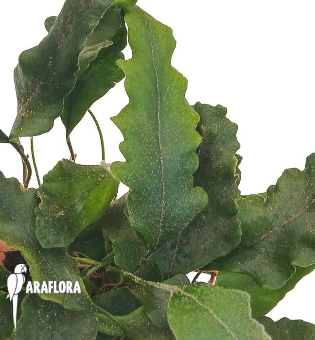 Pyrrosia lingua &lsquo;undulata&rsquo;