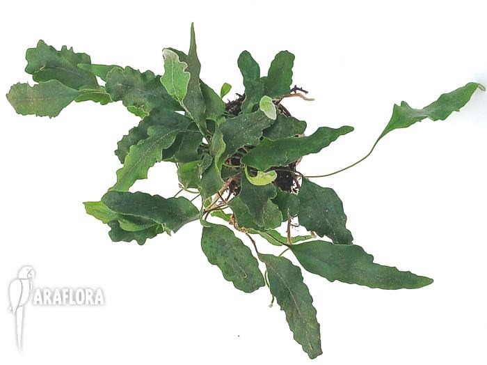 Pyrrosia lingua &lsquo;undulata&rsquo;