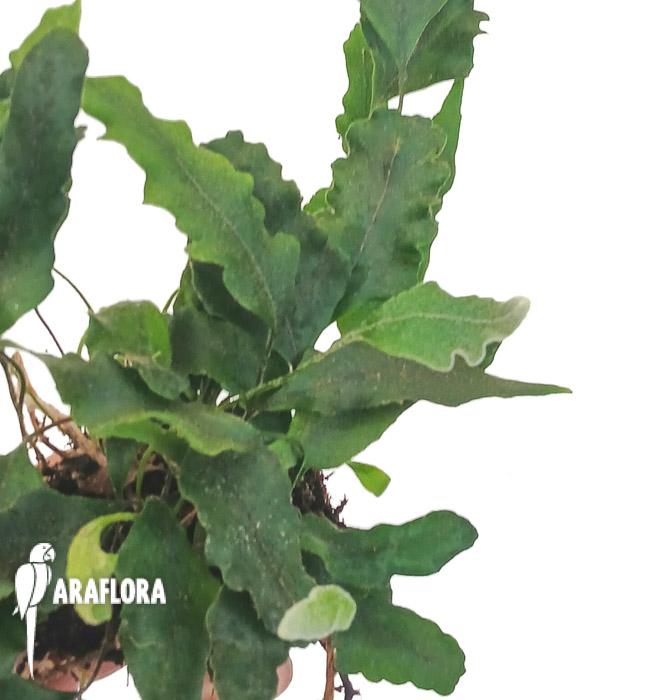 Pyrrosia lingua &lsquo;undulata&rsquo;